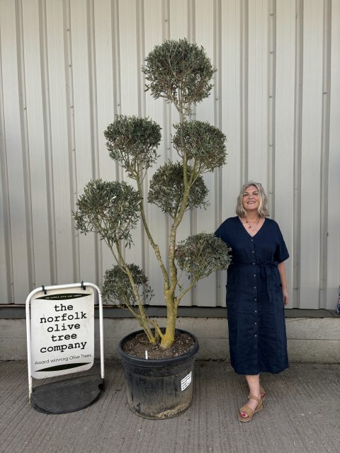 Pom-Pom Shaped Olive Tree