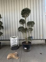 Pom-Pom Shaped Olive Tree