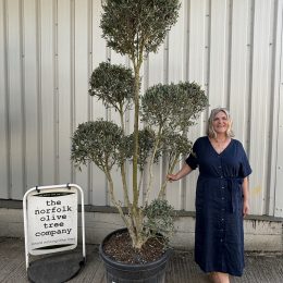 Pom-Pom Shaped Olive Tree