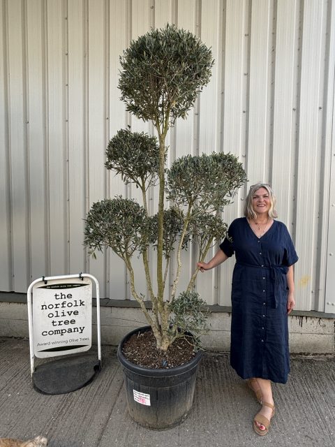 Pom-Pom Shaped Olive Tree