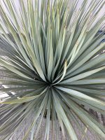 Tall Yucca Rostrata