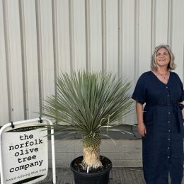 Tall Yucca Rostrata