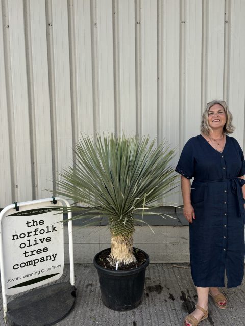 Tall Yucca Rostrata