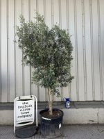 Italian Olive Tree for sale