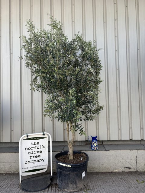 Italian Olive Tree for sale