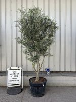‘Parachute’ pruned Italian Olive tree