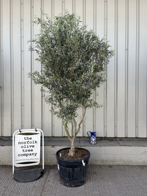 ‘Parachute’ pruned Italian Olive tree