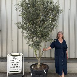 ‘Parachute’ pruned Italian Olive tree