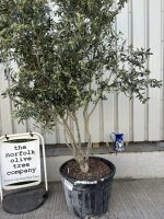‘Parachute’ pruned Italian Olive tree