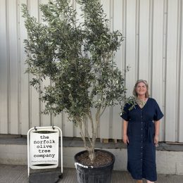 ‘Parachute’ pruned Italian Olive tree