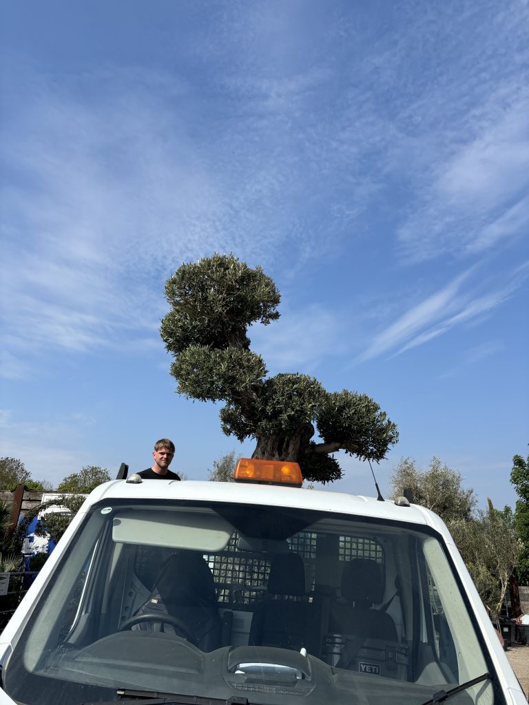 olive tree