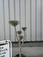Niwaki cloud Olive Tree