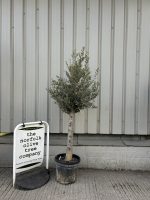 Arbequina olive tree