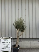 Mature Olive tree for sale