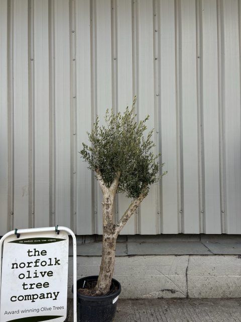 Mature Olive tree for sale