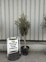 Arbequina olive tree
