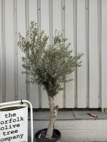 Arbequina olive tree