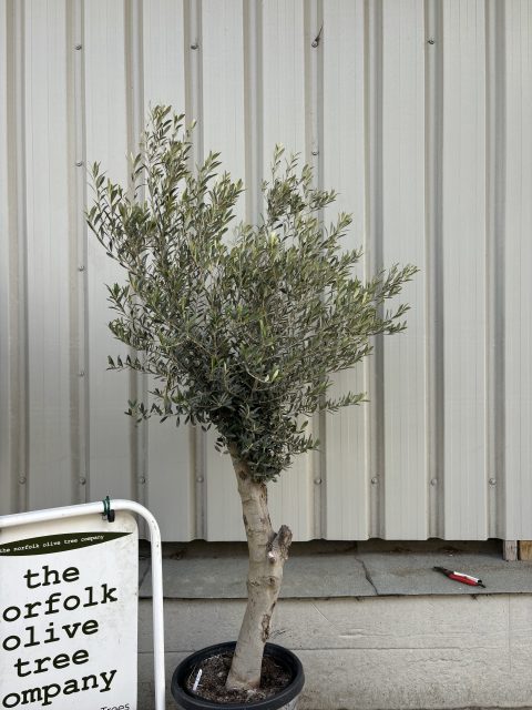 Arbequina olive tree