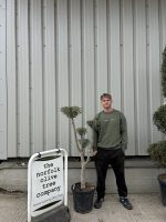 Niwaki cloud Olive Tree