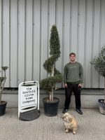Spiral topiary Olive Tree