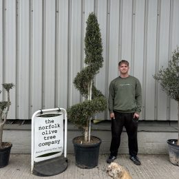 Spiral topiary Olive Tree