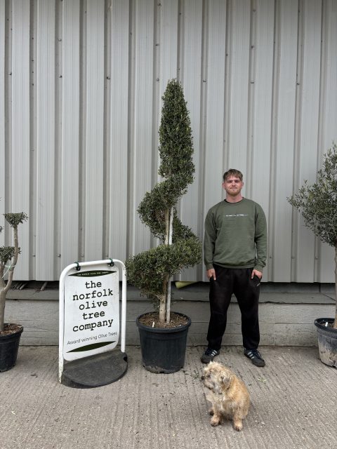 Spiral topiary Olive Tree