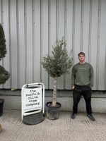 Arbequina olive tree