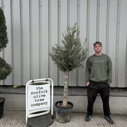 Arbequina olive tree