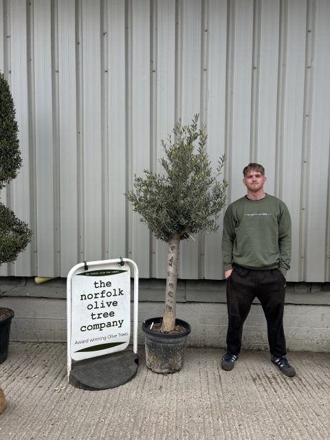 Arbequina olive tree