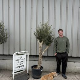 Mature Olive tree for sale. Delivery included.