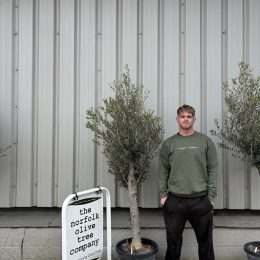 Arbequina olive tree. Delivery included.