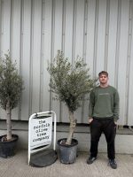 Arbequina olive tree