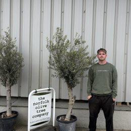 Arbequina olive tree