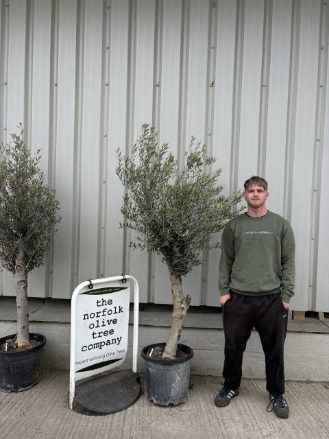 Arbequina olive tree