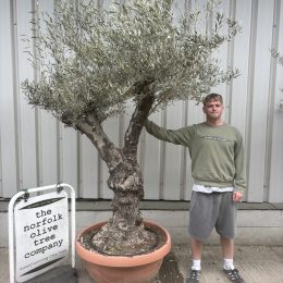 Gnarled Olive tree bonsai bowl
