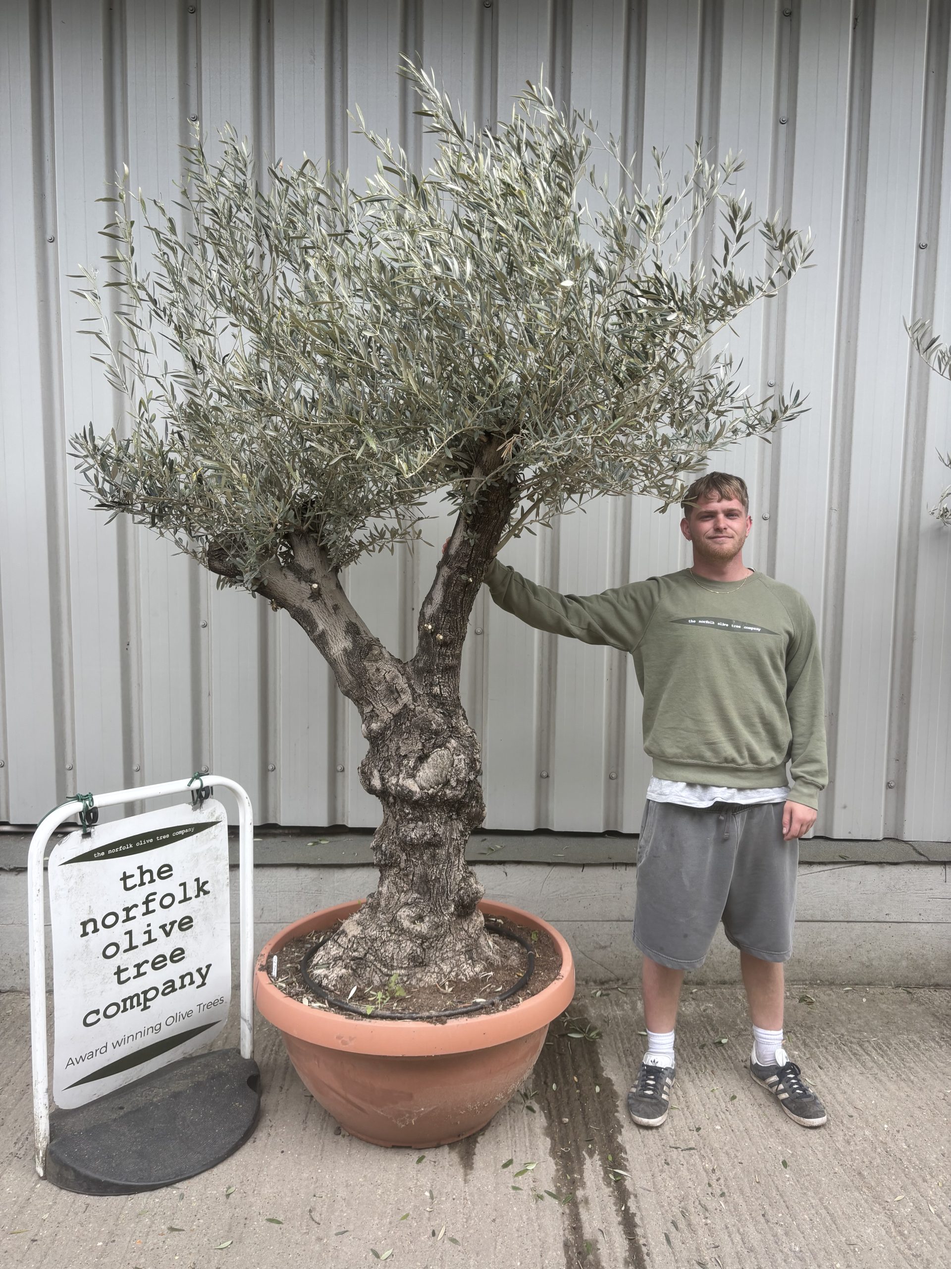 Trees Bonsai Outdoor Hardy Evergreen 盆栽⑤ Archives 3 of 3 Page - その他観葉植物