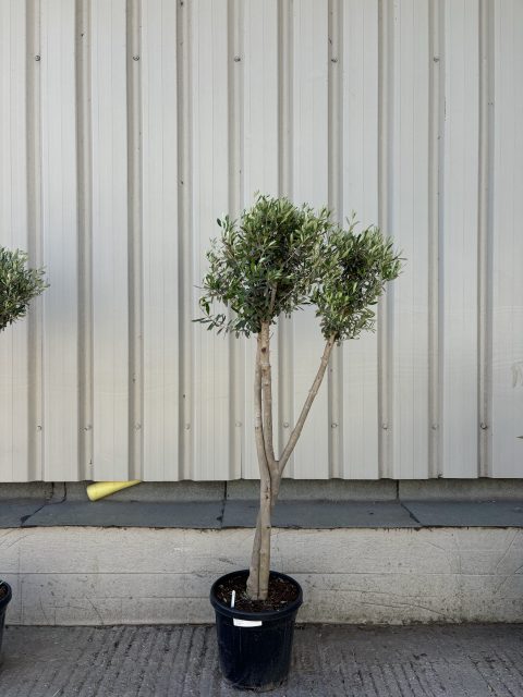 Multi-stem Olive tree