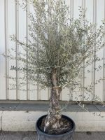 Charming gnarled Olive tree
