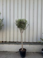 Charming Olive tree