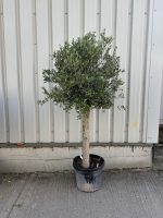 Arbequina olive tree