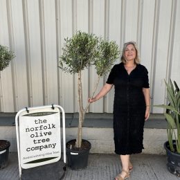 Multi-stem Olive tree