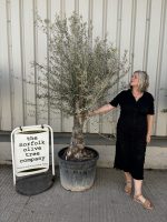Charming gnarled Olive tree