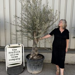 Charming gnarled Olive tree