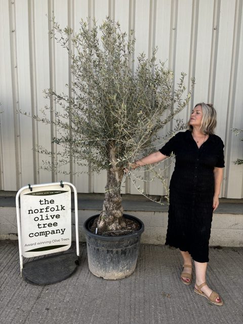 Charming gnarled Olive tree
