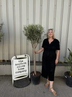 Charming Olive tree