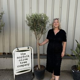 Charming Olive tree