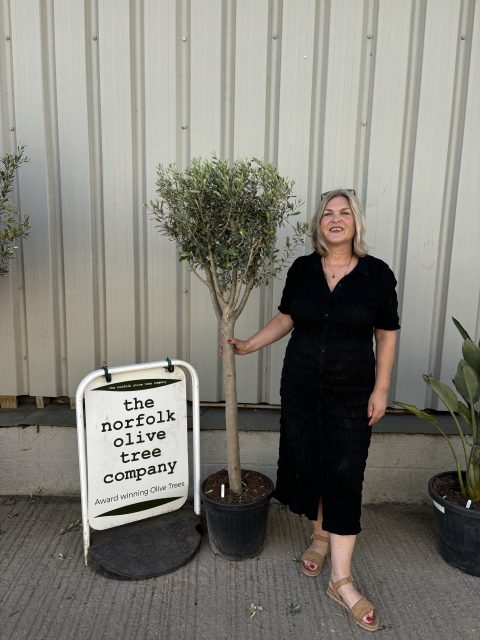 Charming Olive tree