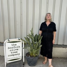 Bird of Paradise. Delivery included.