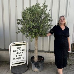Arbequina olive tree