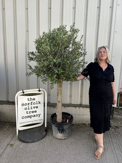 Arbequina olive tree